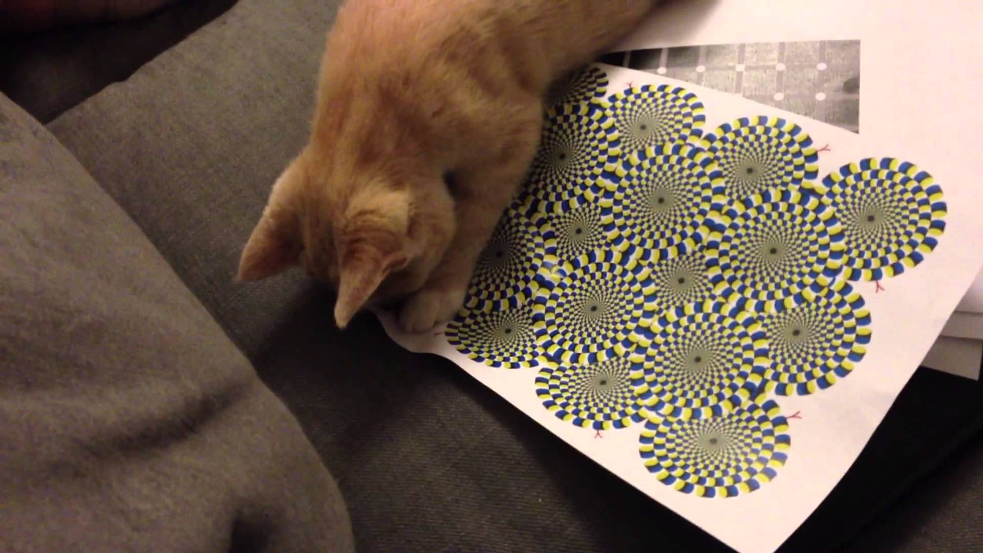 Como um gato reage a uma ilusão de óptica
